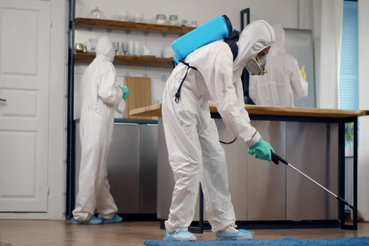 Affordable Pest Control: Keep Your Home Clean and Safe Without Breaking the Bank
