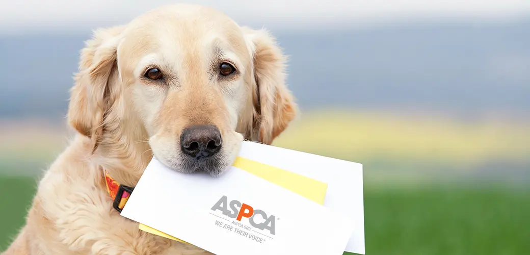 ASPCA Donations: How Your Contribution Helps Animals in Need