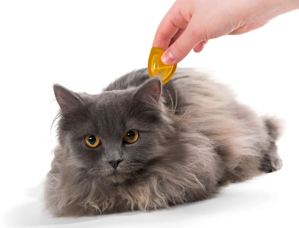 Top Flea and Tick Preventatives: Which Option is Right for Your Pet?