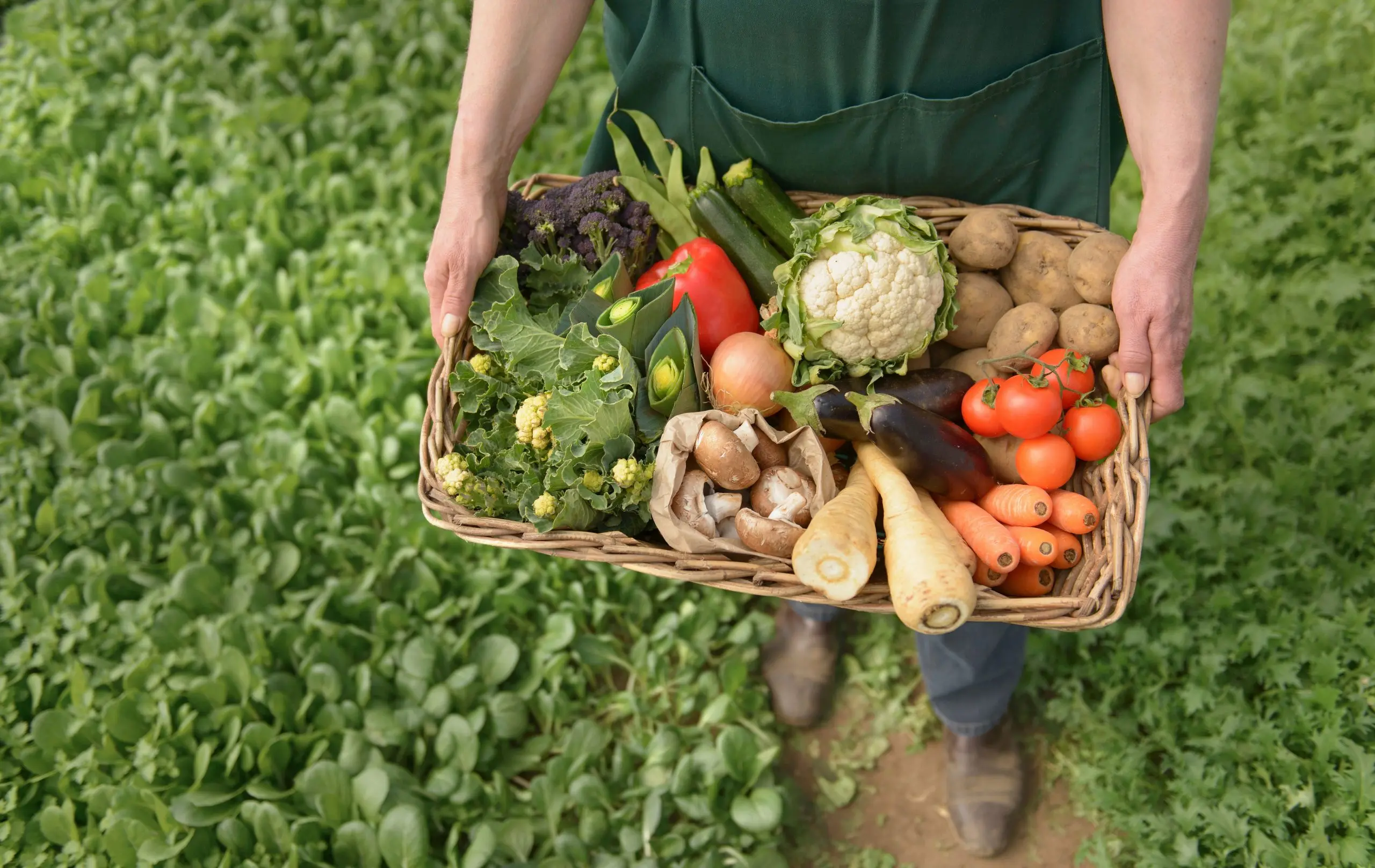 Top 5 Organic Baby Food Stores: Where to Find the Best Organic Baby Products