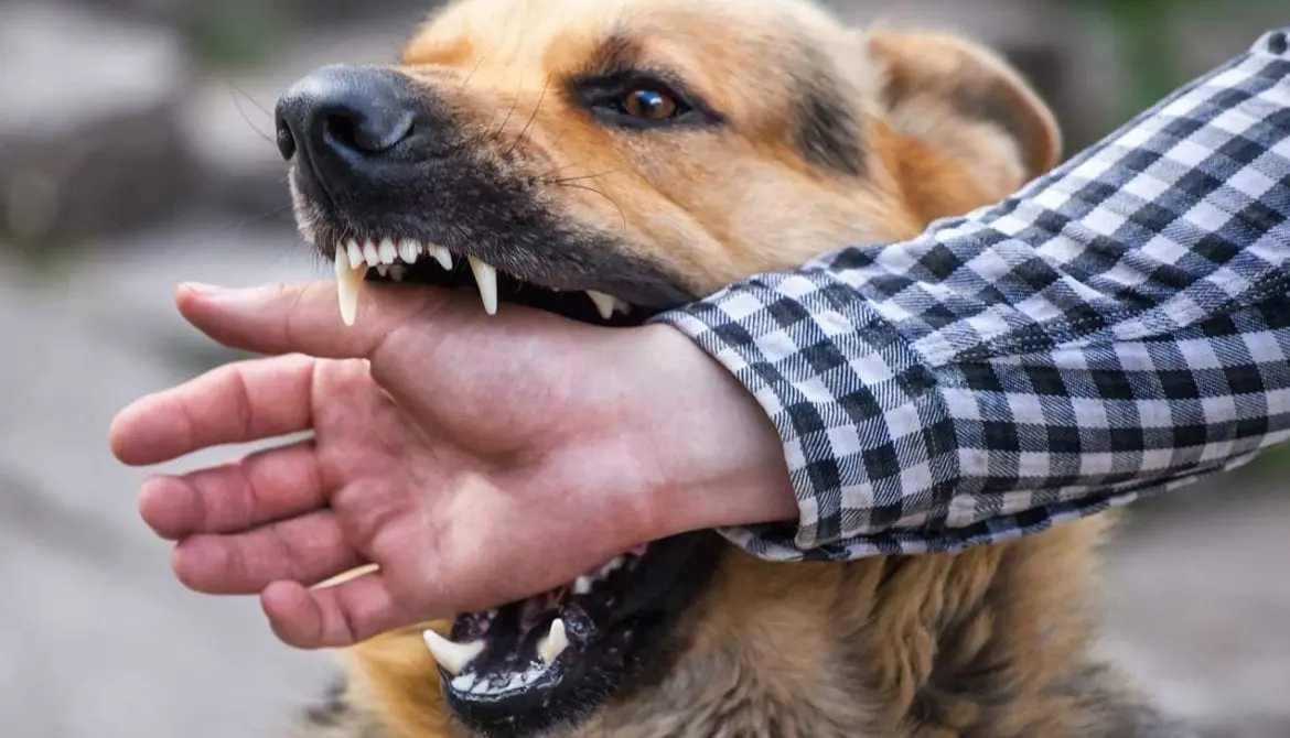 Injured by a Dog Bite? How a Lawyer Can Help You Seek Justice